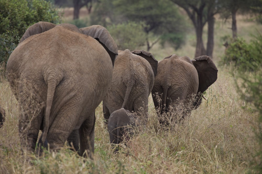 three brown elephants