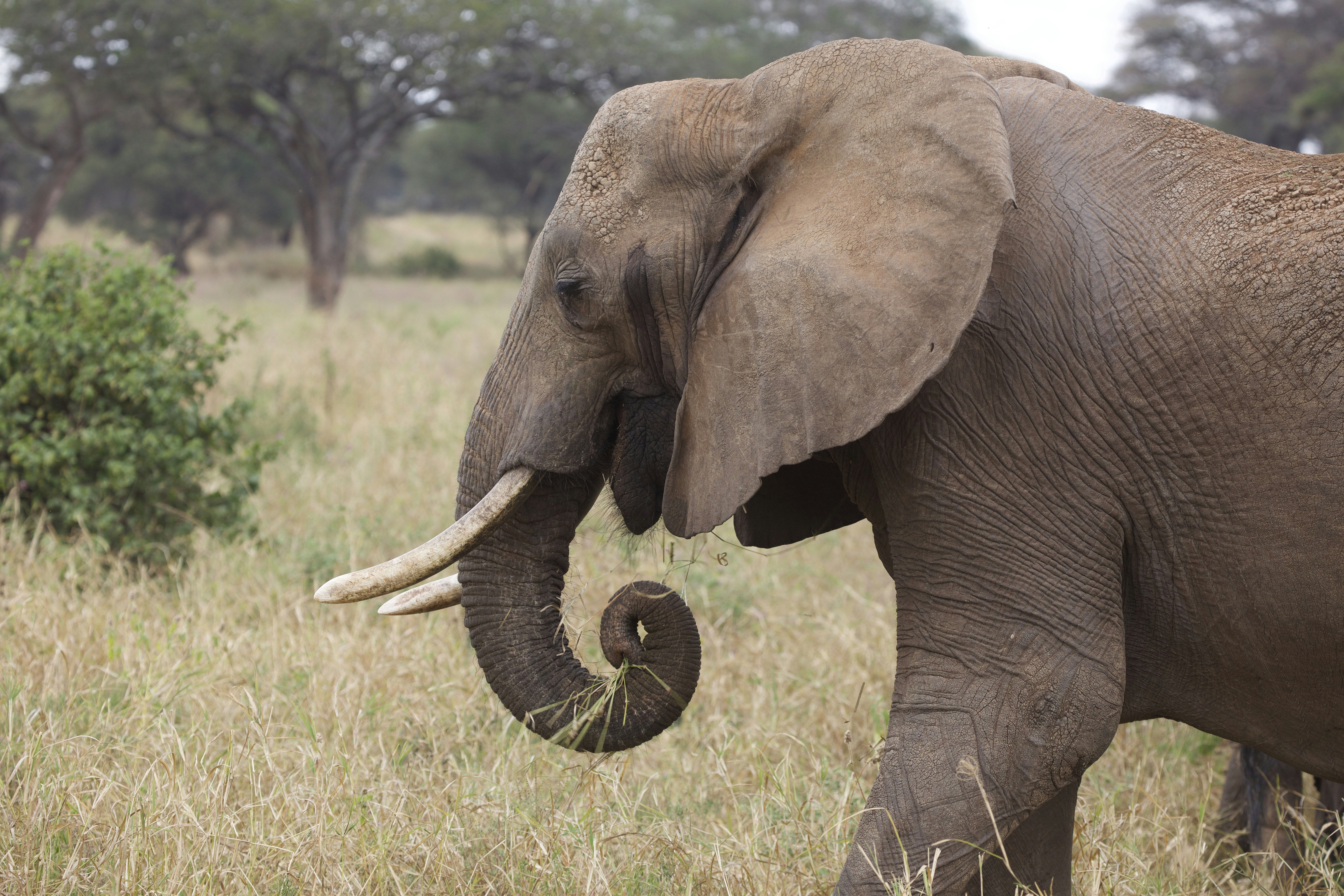 standing elephant on grass during daytime photo Free Wildlife Image