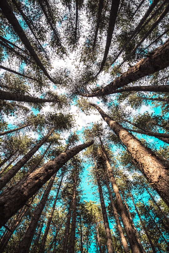 low-angle view of trees in Hanmer Springs New Zealand