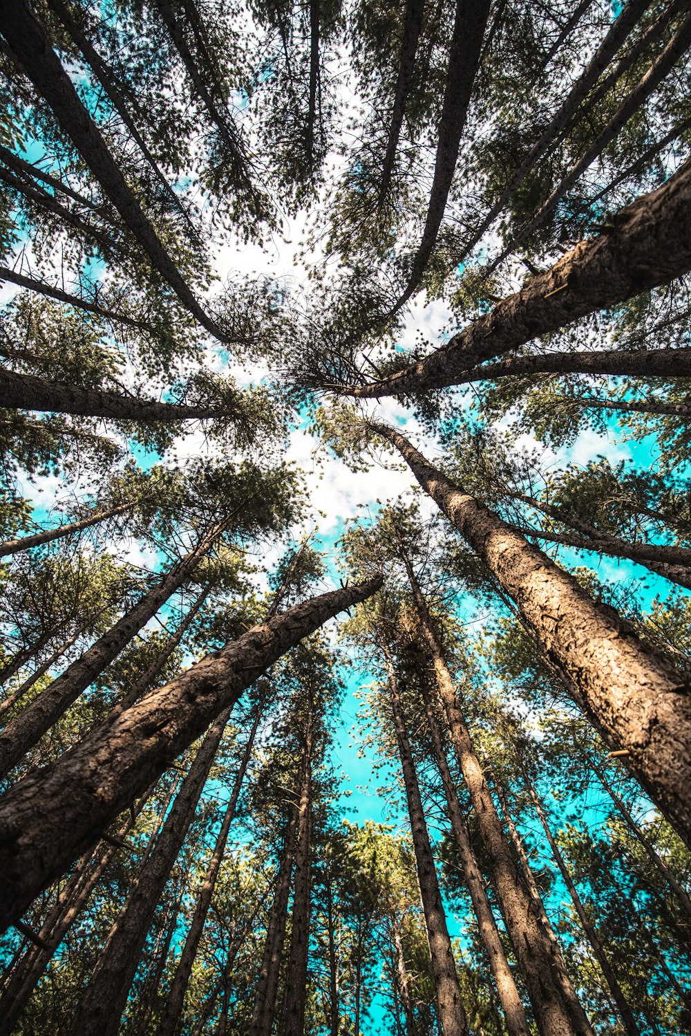 low-angle view of trees