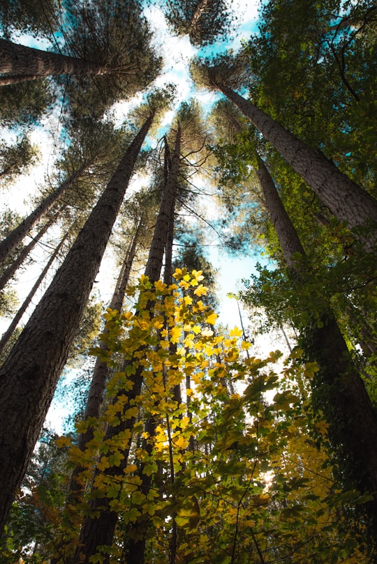 low-angle photography of trees in Hanmer Springs New Zealand
