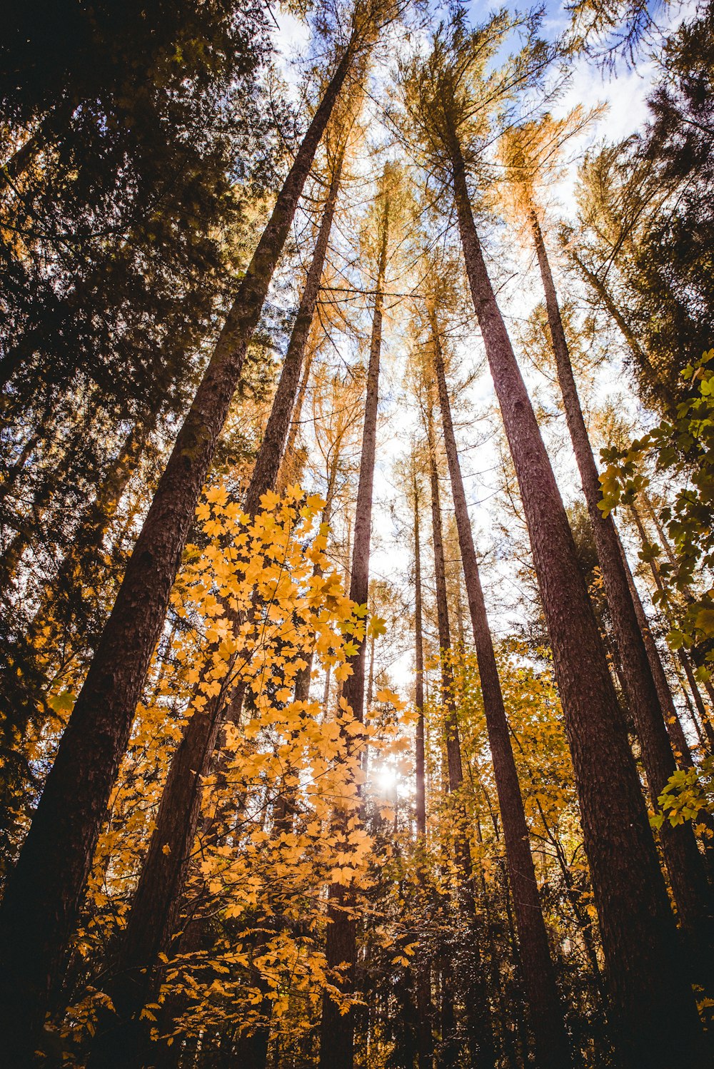 green-leafed trees