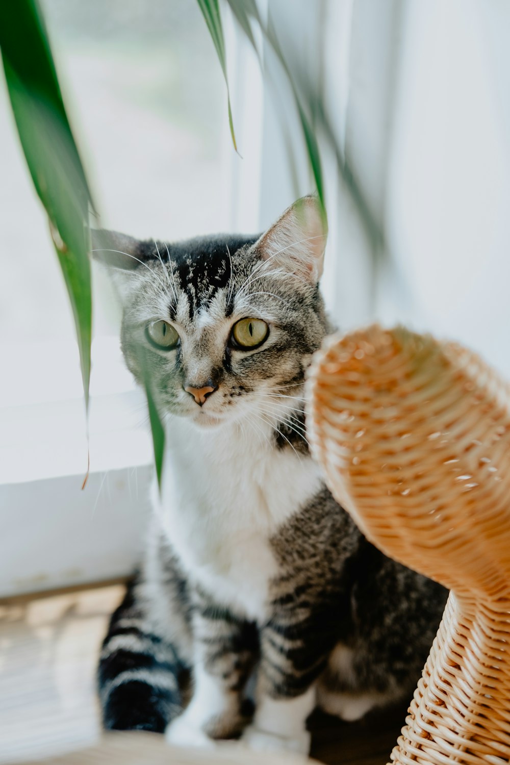 selective focus photography of cat beside glass pane during daytime