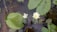 A serene water surface with large green lily pads floating on it. Two lotus flowers are visible, one fully bloomed with white petals and a yellow center, while the other is partially open. The water is slightly murky, and there are reflections of the surrounding environment.