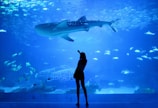 silhouette of woman beside aquarium with whale shark