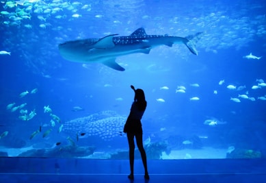 silhouette of woman beside aquarium with whale shark
