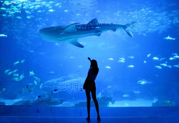 Dubai Aquarium & Underwater Zoo