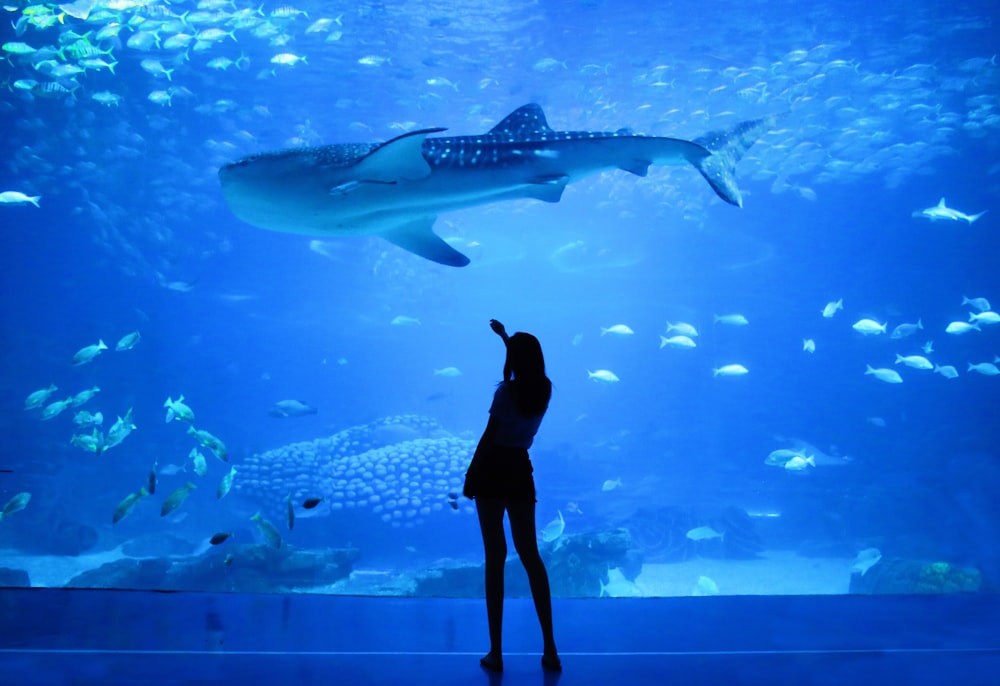 Silueta de mujer al lado del acuario con tiburón ballena