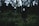 A person wearing a Guy Fawkes mask stands in a forest setting surrounded by dense trees and foliage. The atmosphere is dark and mysterious, with shadows dominating the scene.