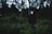 A person wearing a Guy Fawkes mask stands in a forest setting surrounded by dense trees and foliage. The atmosphere is dark and mysterious, with shadows dominating the scene.