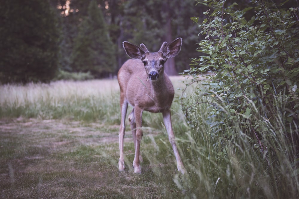 brown fawn beside plant