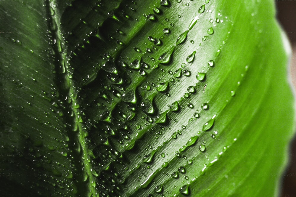 water dew on leaf