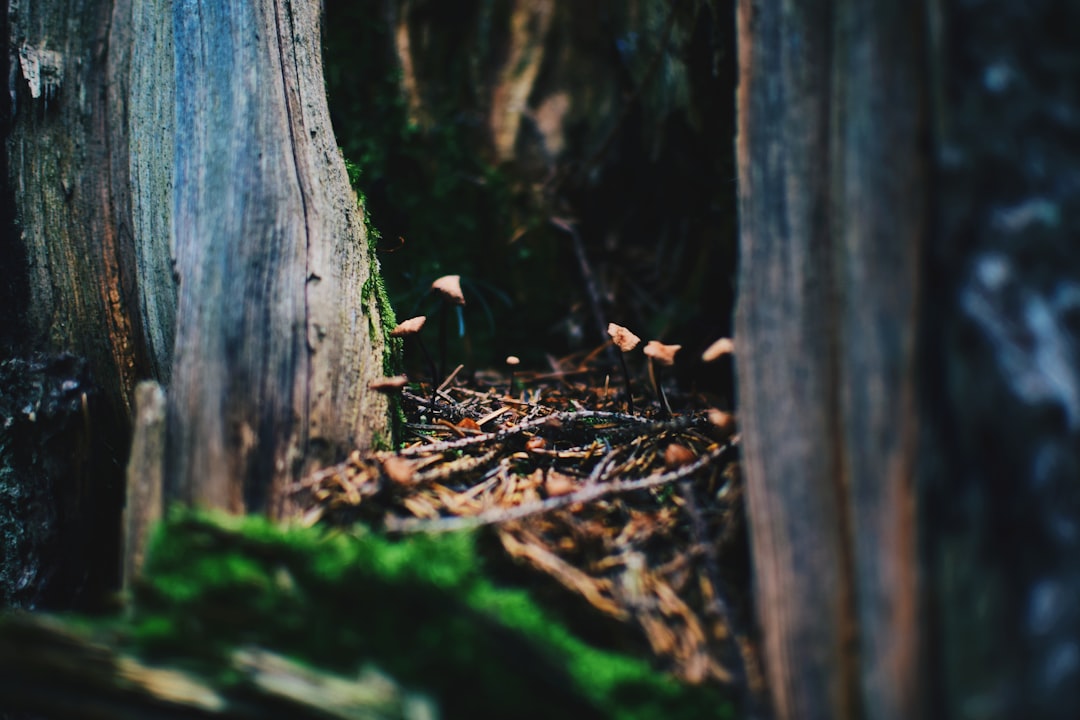 Forest photo spot PÄƒltiniÈ™ Alba Iulia