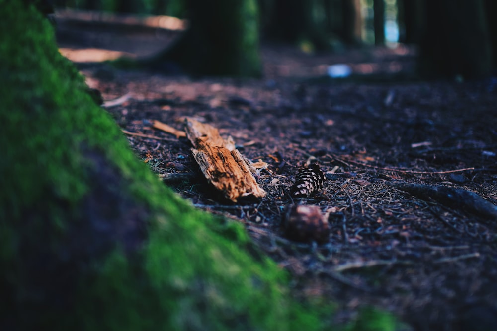 un tronco di legno seduto nel mezzo di una foresta