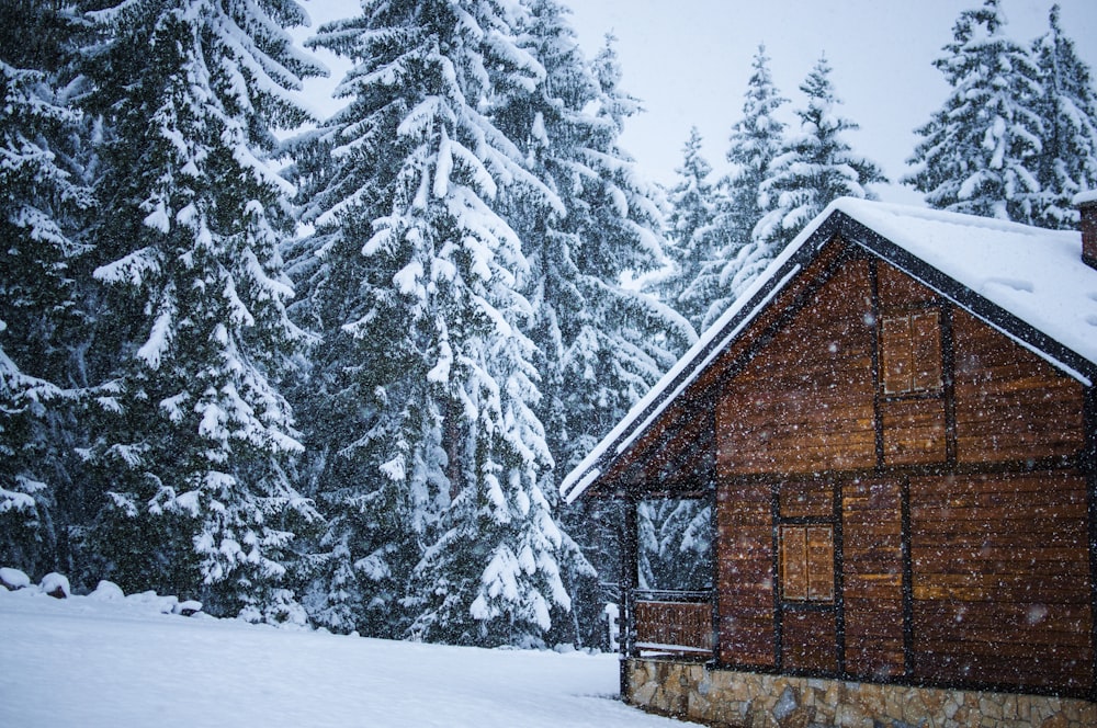 pinos al lado de la casa cubiertos de nieve