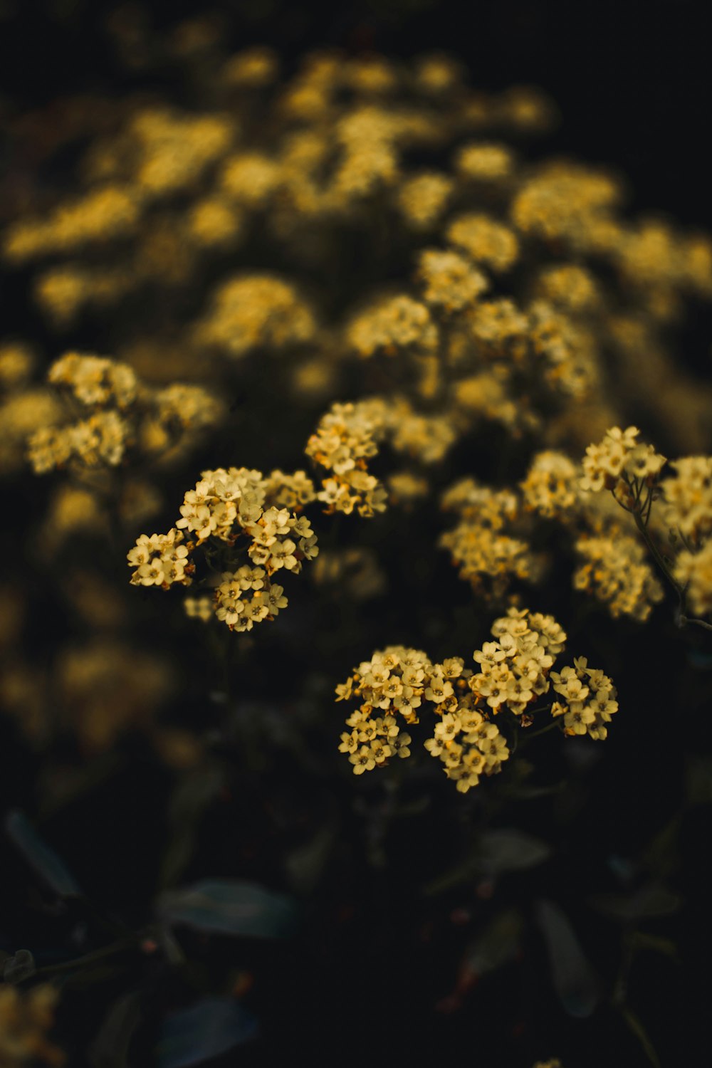 yellow petaled flowers close-up photography