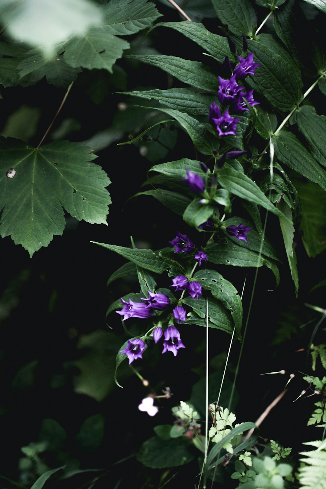 close-up photography of purple bellflowers