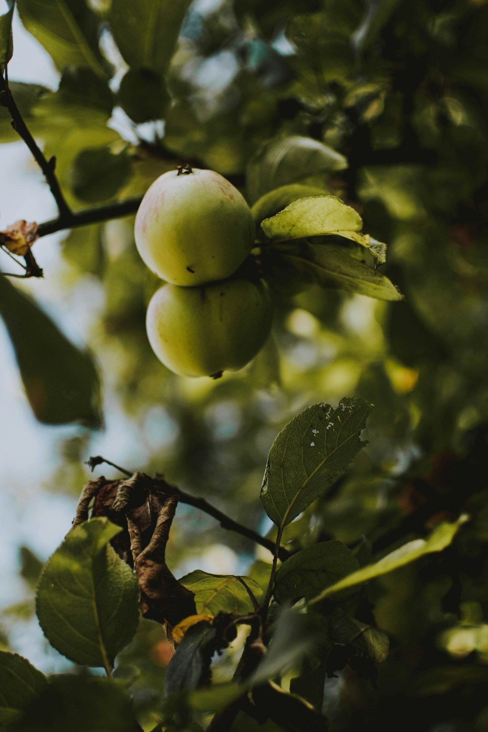 two round fruits