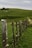 A barbed wire fence stretches across a grassy hillside, with tufts of wool caught on the barbs. The fence consists of wooden and concrete posts. Beyond the fence, rolling green hills extend into the distance under a cloudy sky, with scattered sheep grazing peacefully.