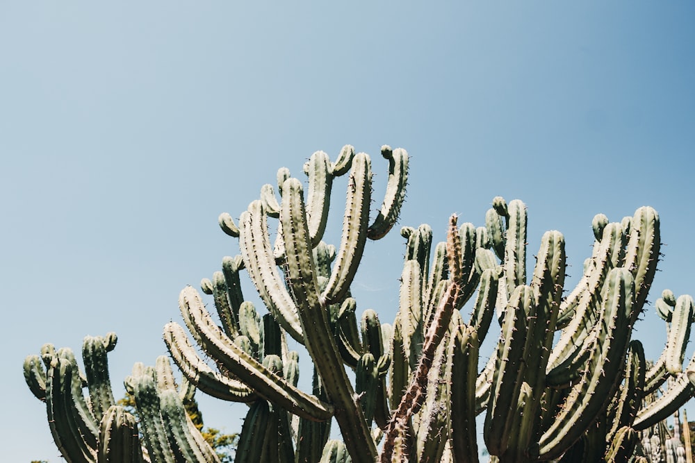 low angle photo of saguaro cactus at daytime