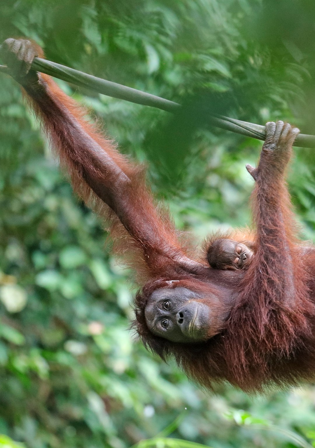 brown orangutan climbing during daytime