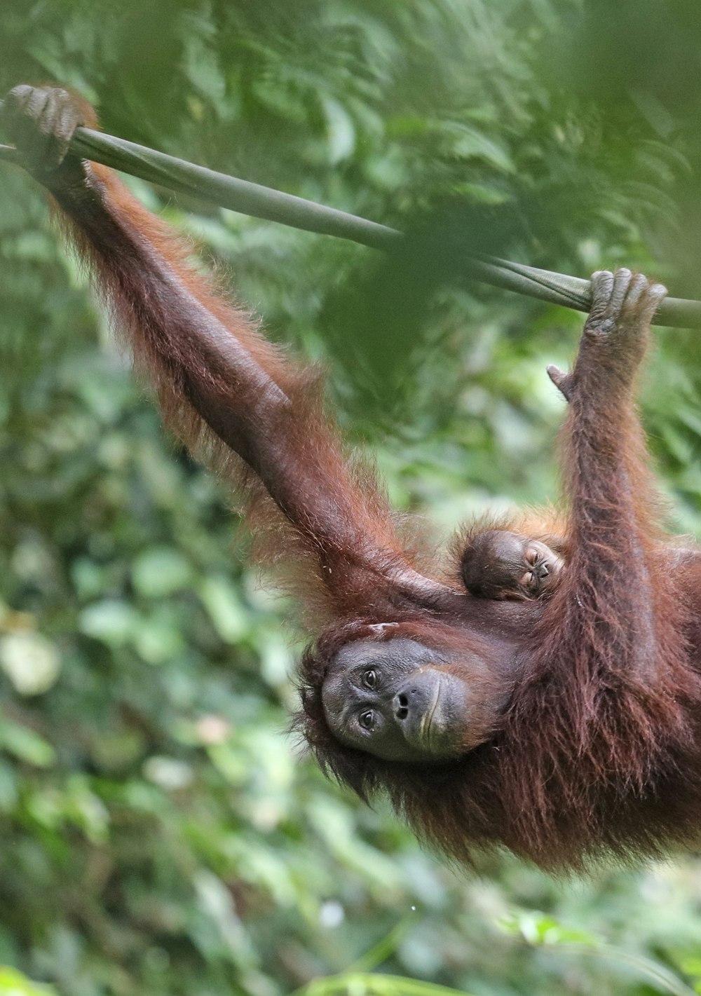 brown orangutan climbing during daytime