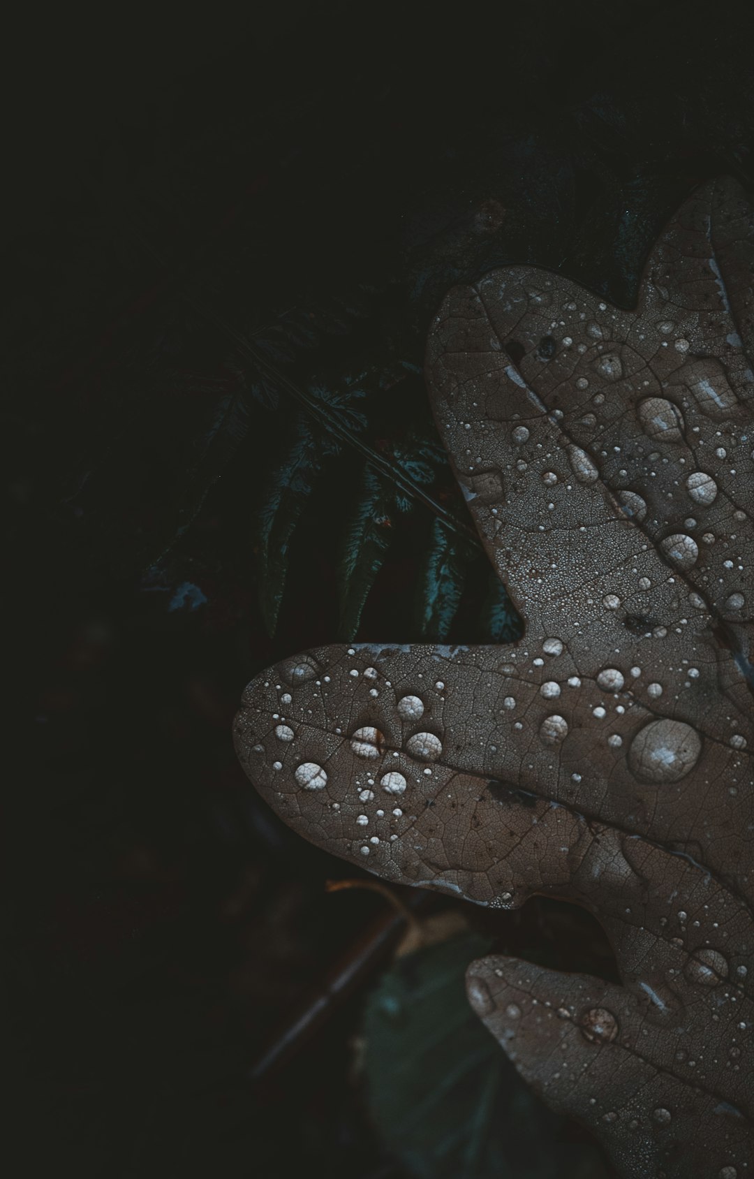 water drops on brown leaf