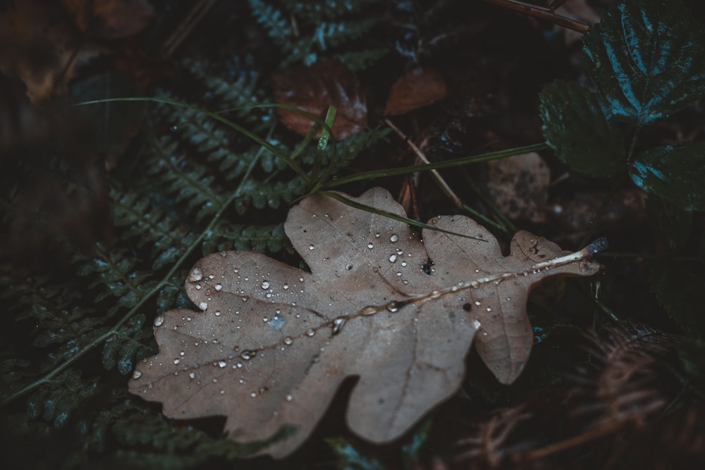 brown leaf