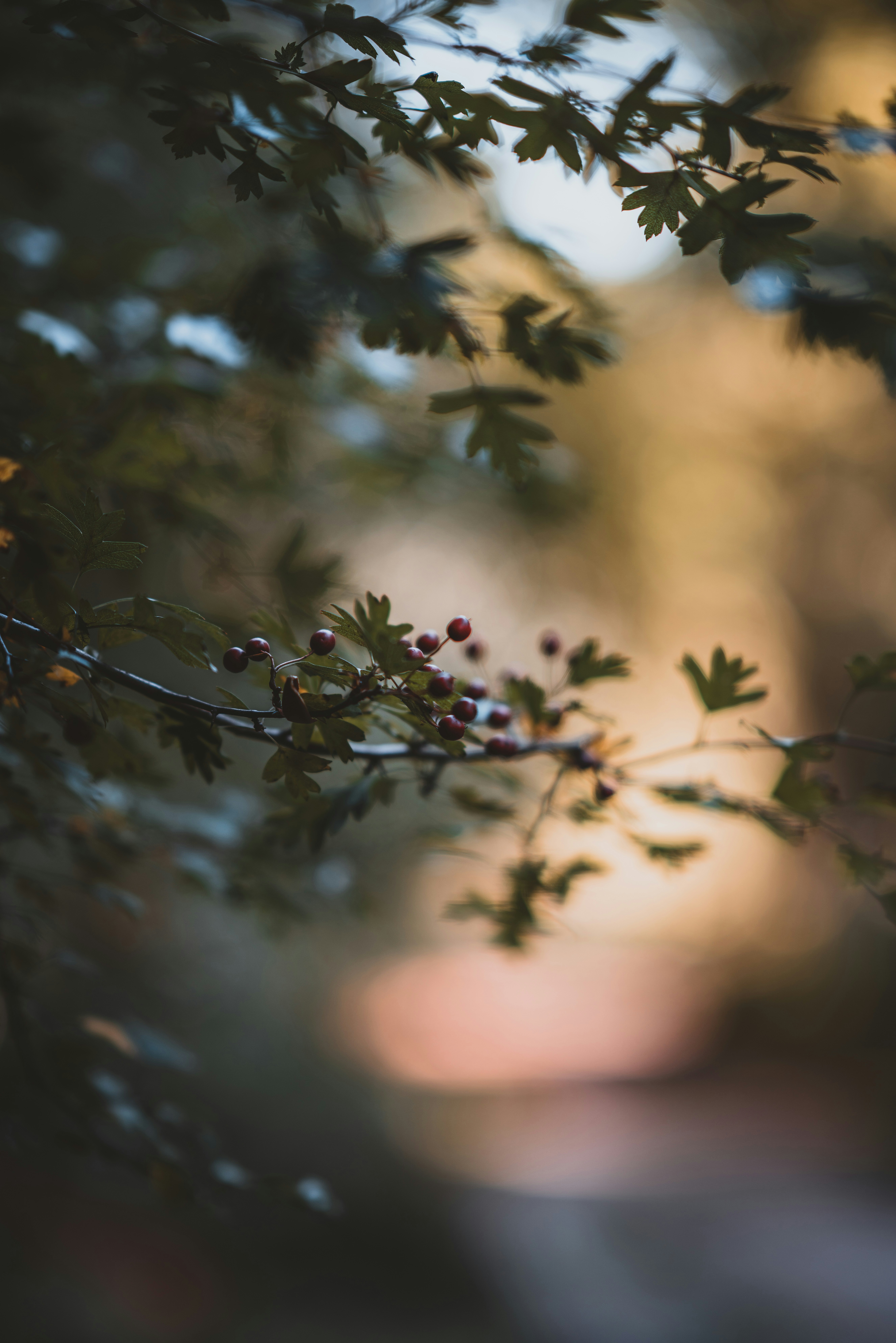 Photo by anniespratt