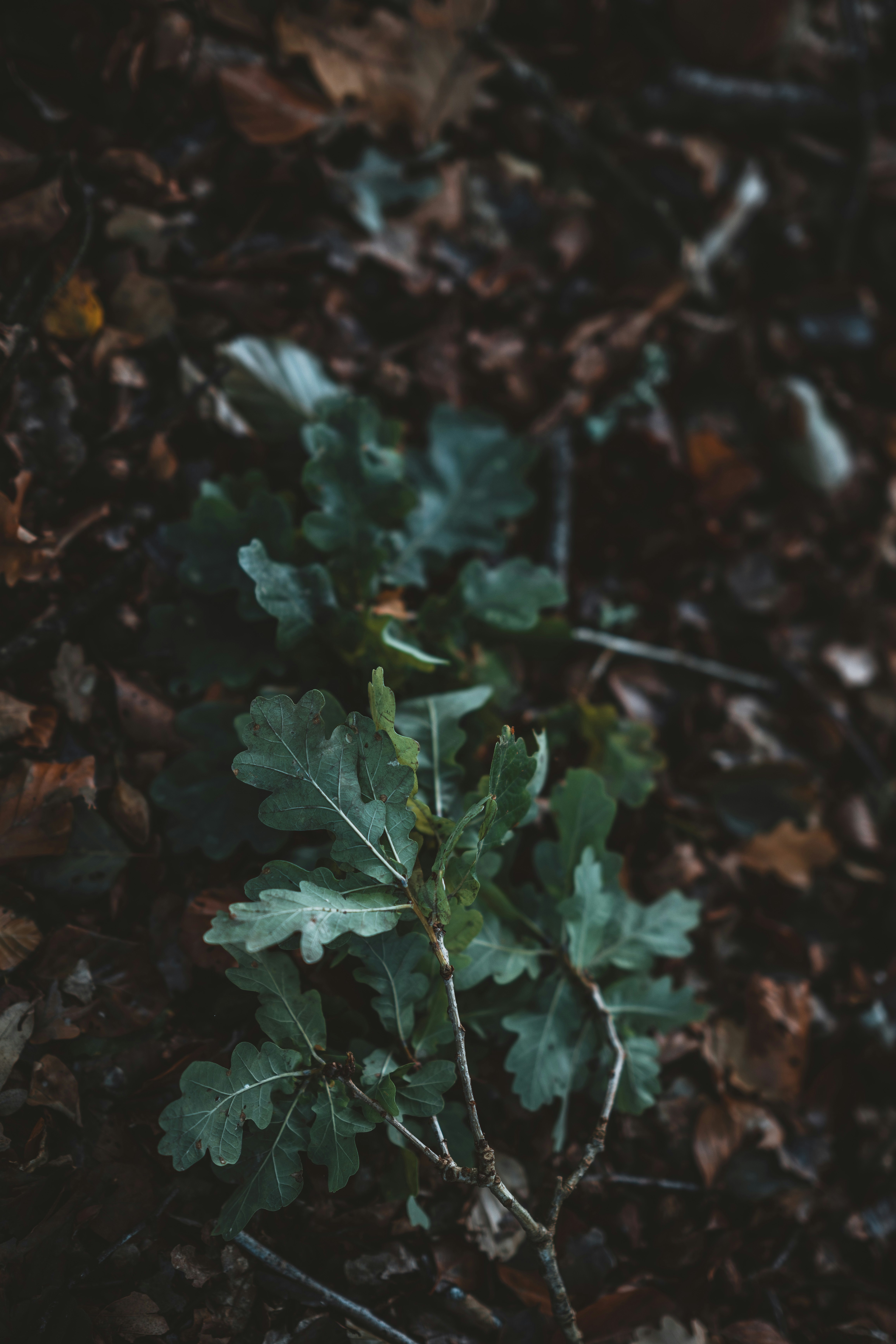 Photo by anniespratt