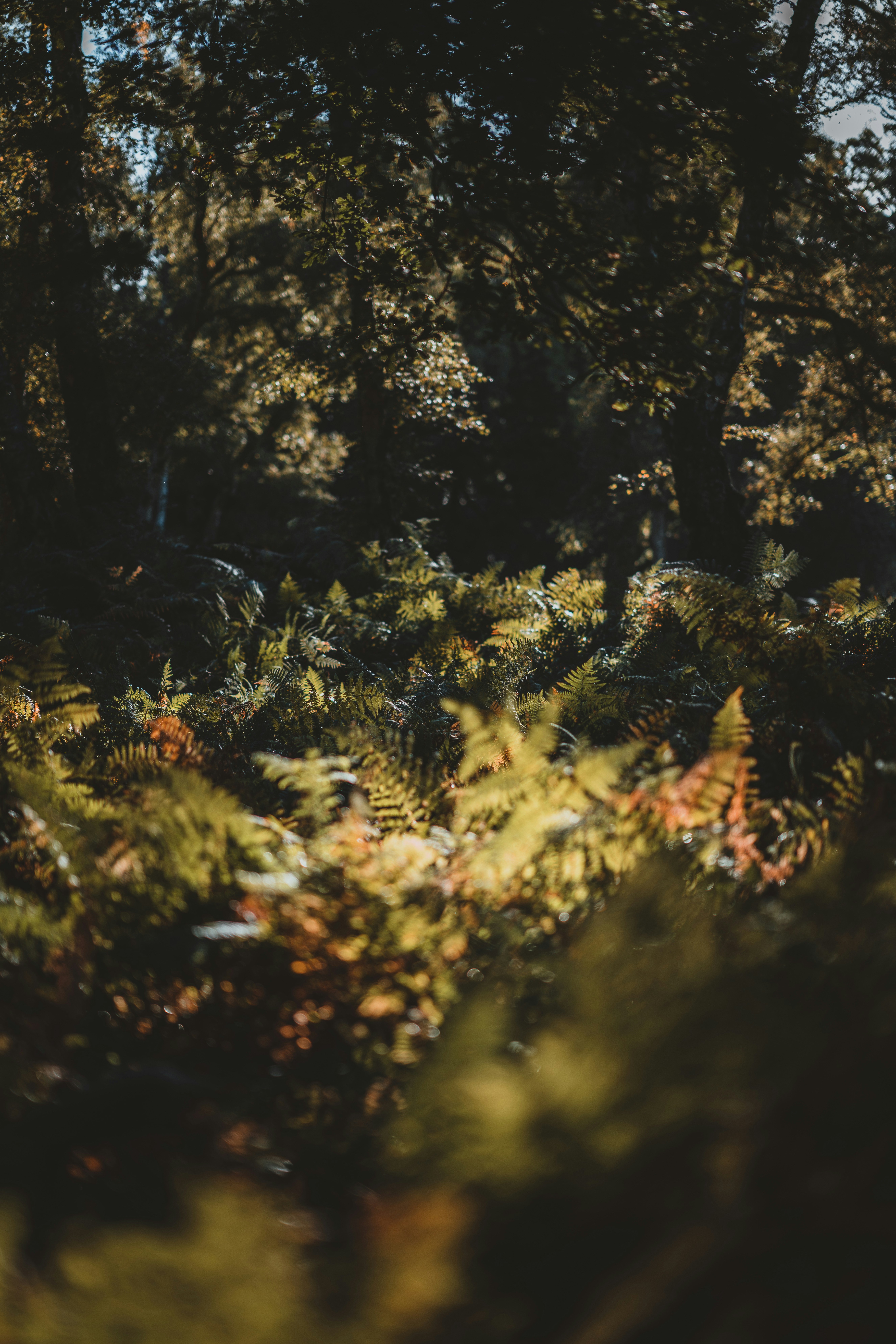 Photo by anniespratt