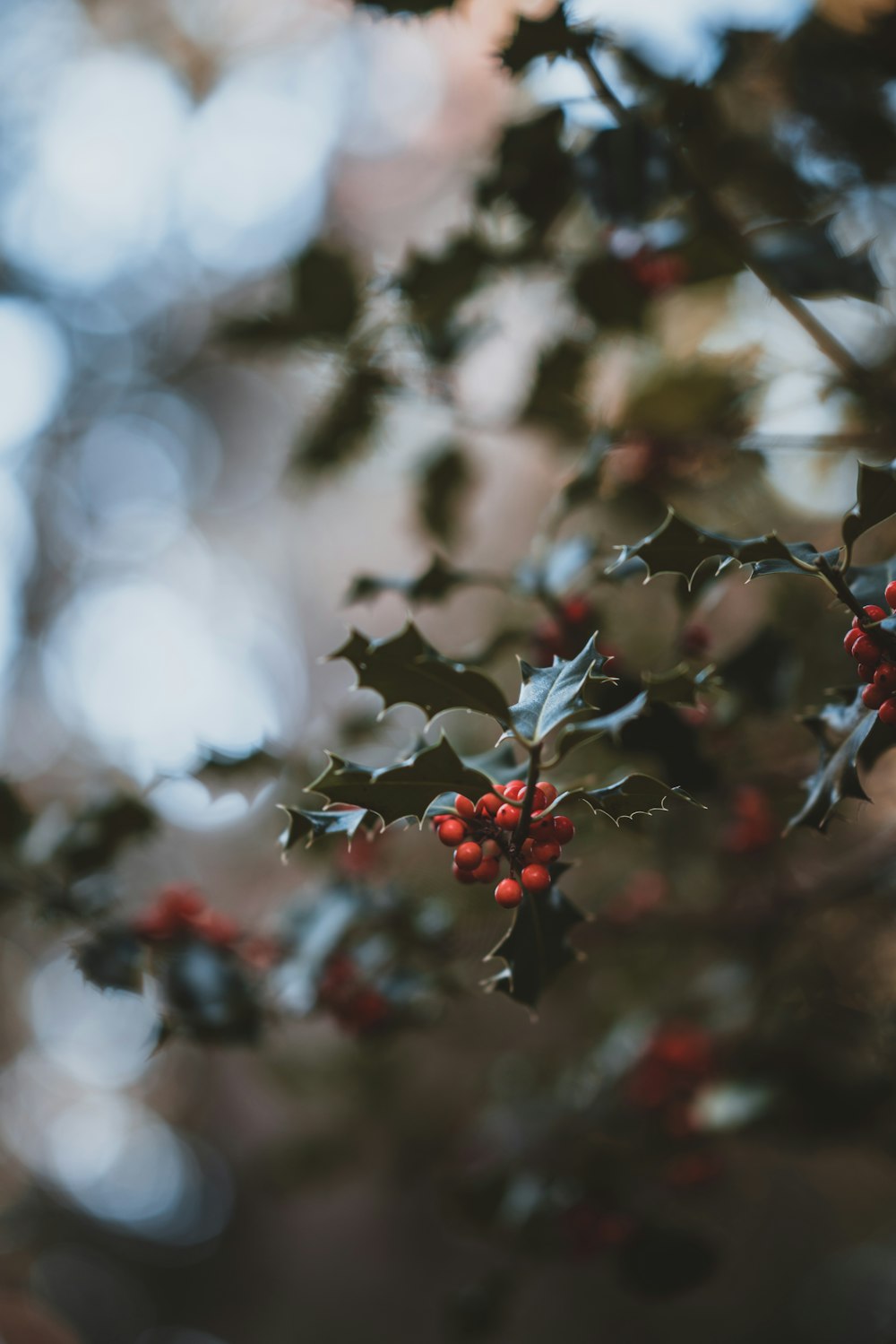 selective focus photography of red berries