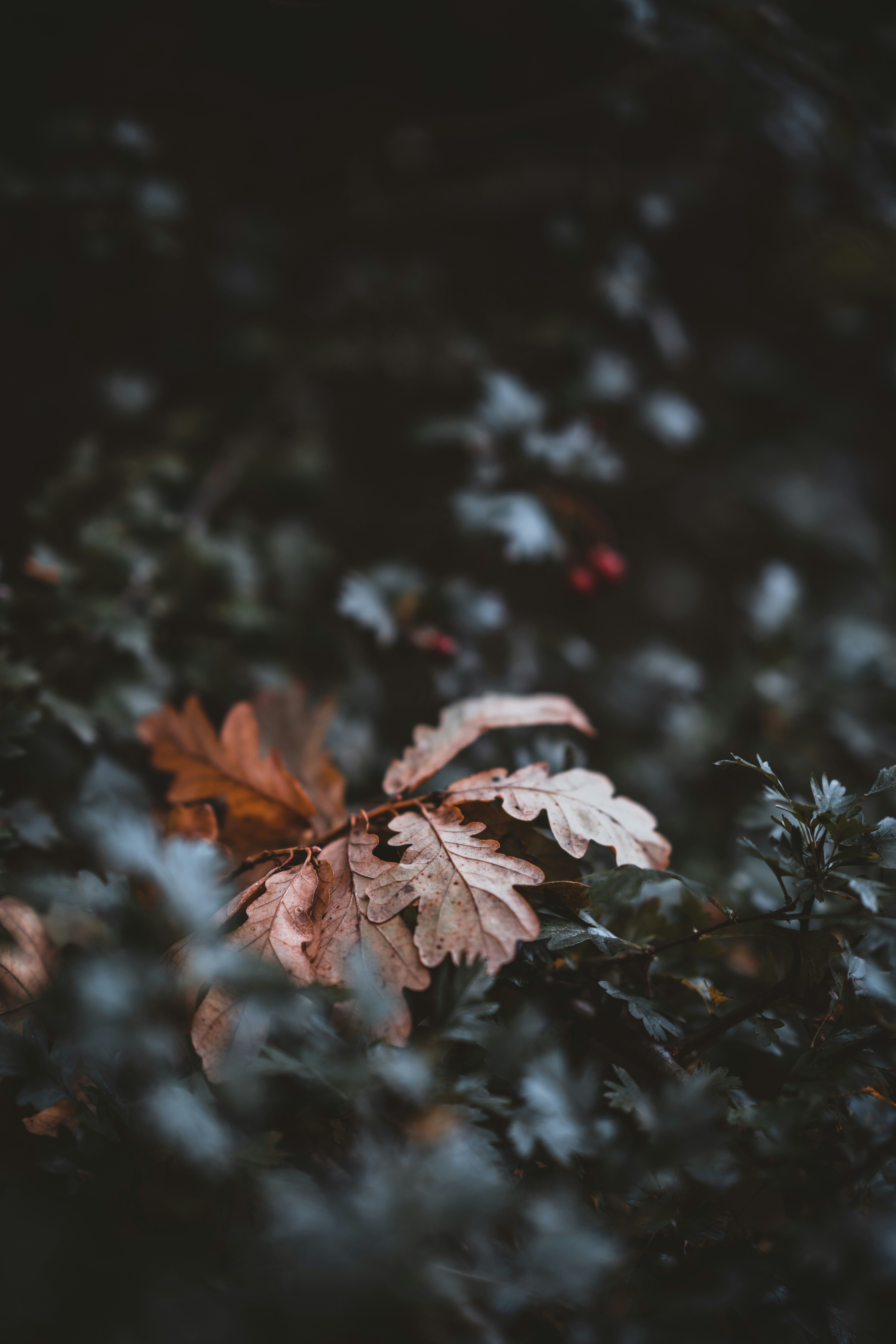 Photo by anniespratt