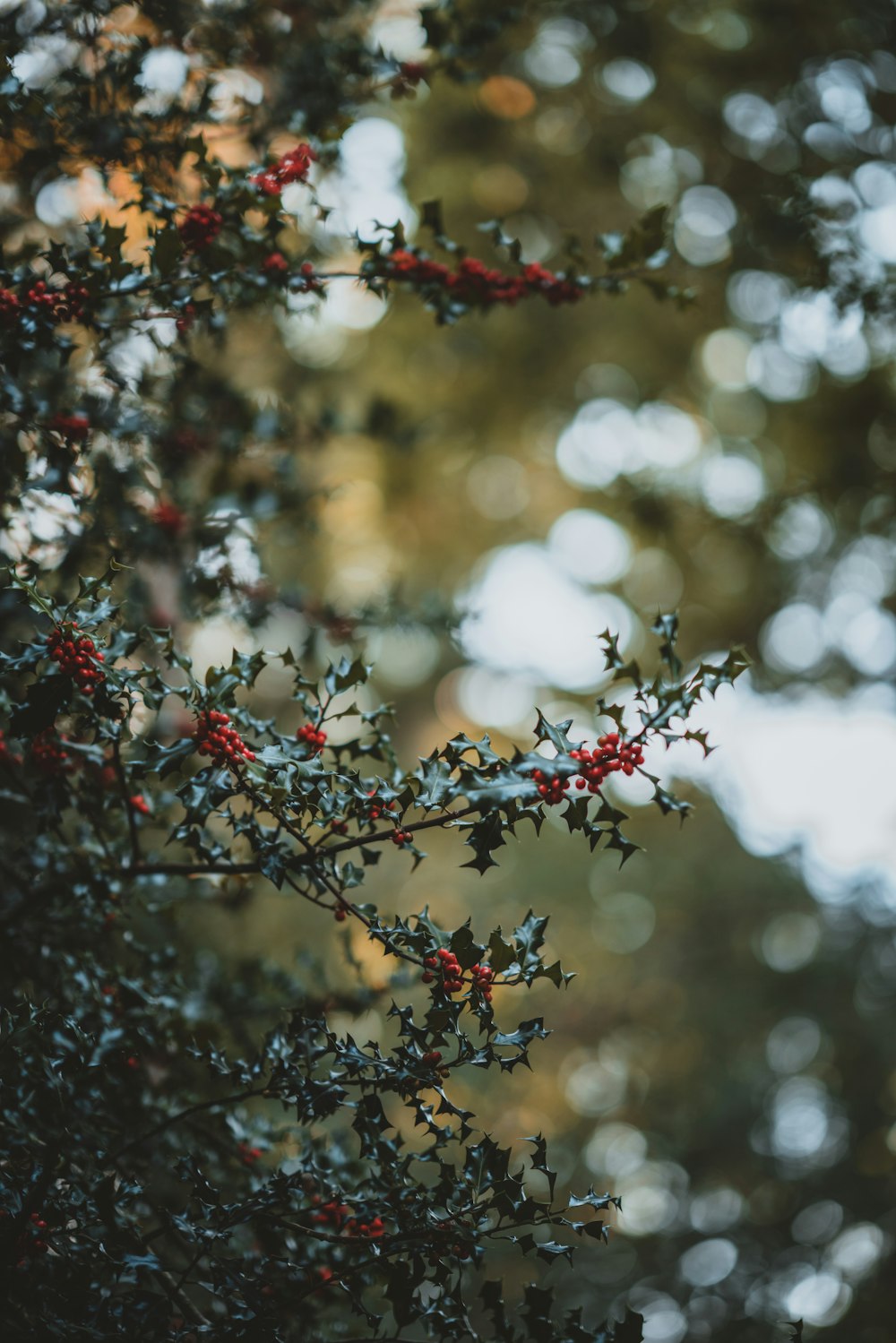 a bush with red berries and green leaves