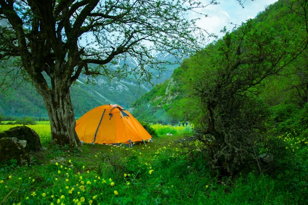A vibrant orange tent pitched in a lush green campsite under a clear blue sky.