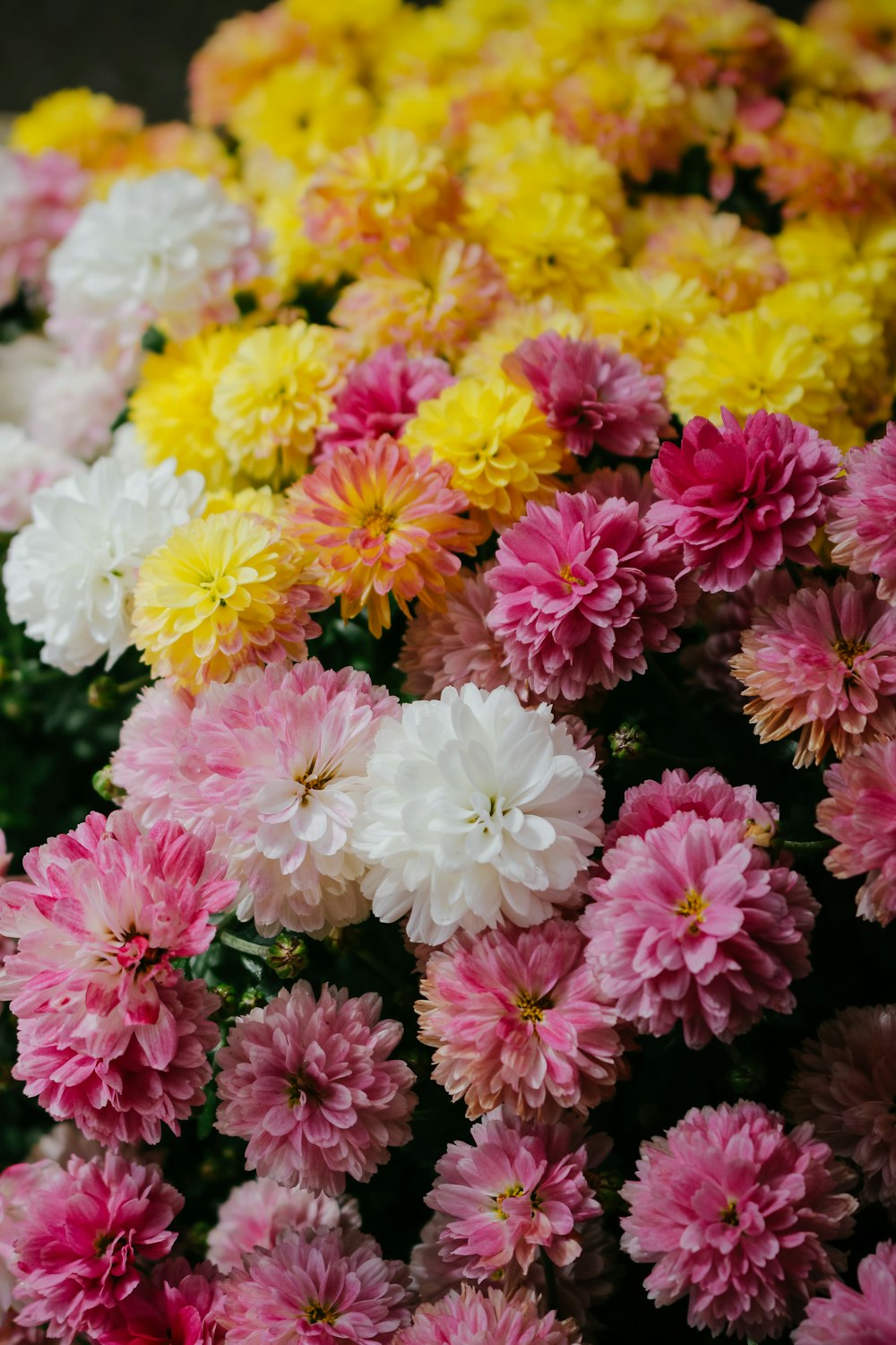 pink and yellow flowers