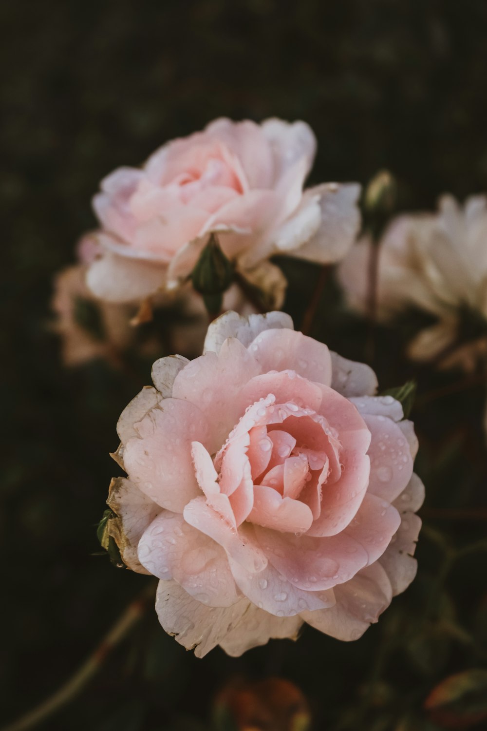 pink flowers