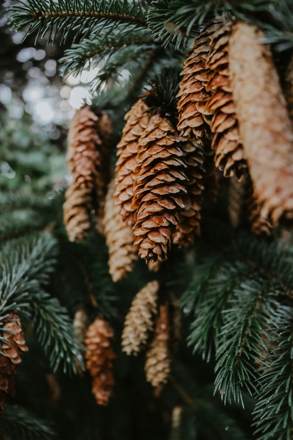 shallow focus photography of brown pine cone