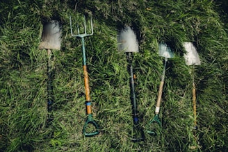 Several gardening tools, including spades and a pitchfork, are laid out on thick, green grass. The tools show signs of use, with some dirt visible on the blades.