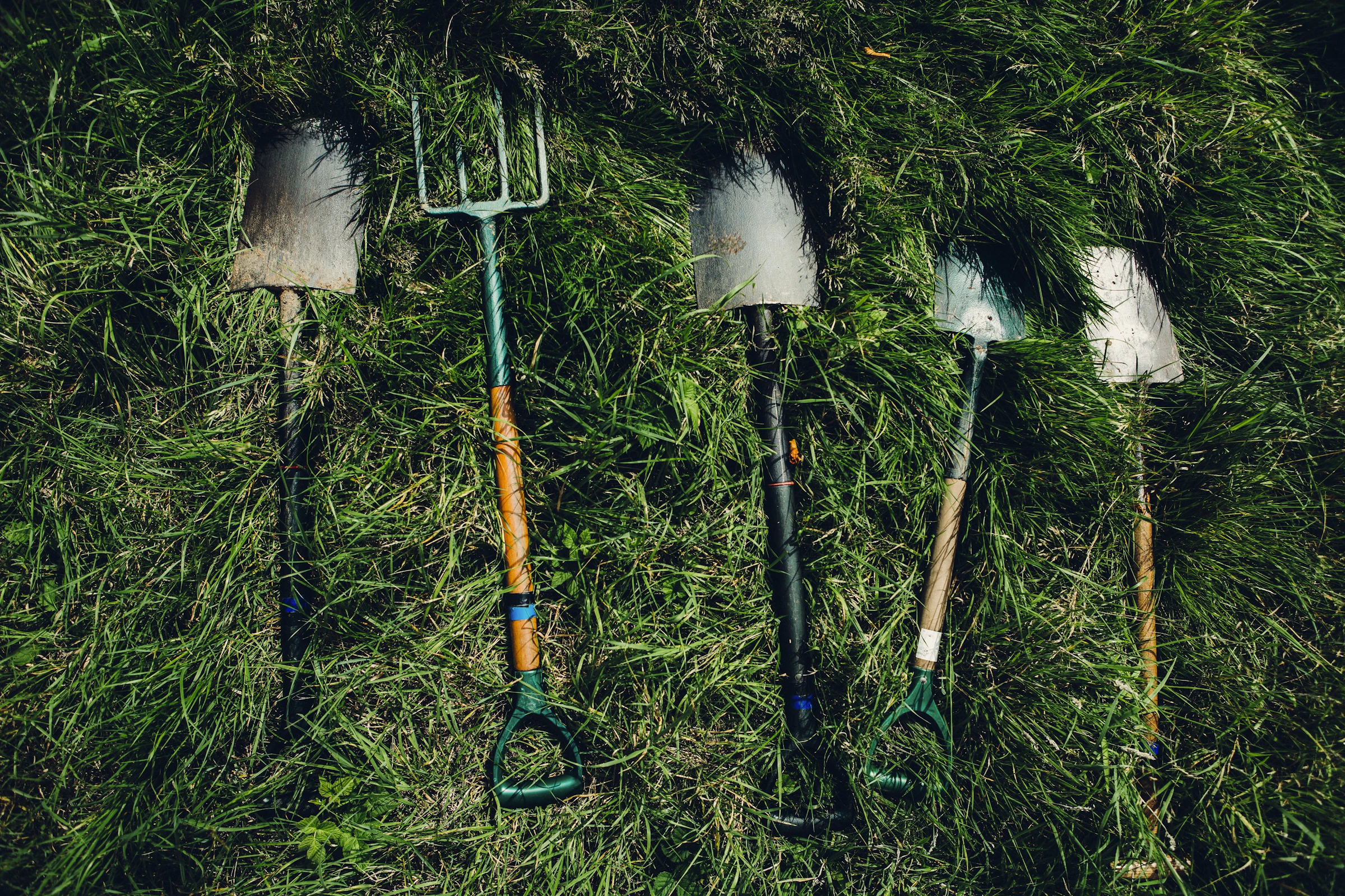 Several shovels resting on a freshly mowed lawn, ready for landscaping work