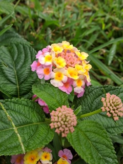 A close-up of vibrant multicolored lantana flowers with shades of pink, yellow, and orange, surrounded by lush green leaves. The flowers have small, clustered petals, and the leaves exhibit distinct veining.