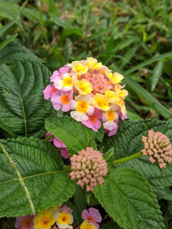 A close-up of vibrant multicolored lantana flowers with shades of pink, yellow, and orange, surrounded by lush green leaves. The flowers have small, clustered petals, and the leaves exhibit distinct veining.
