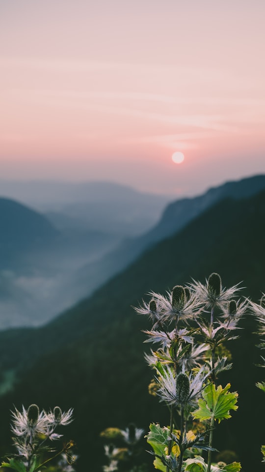 flowers and mountains in Creux Du Van Switzerland