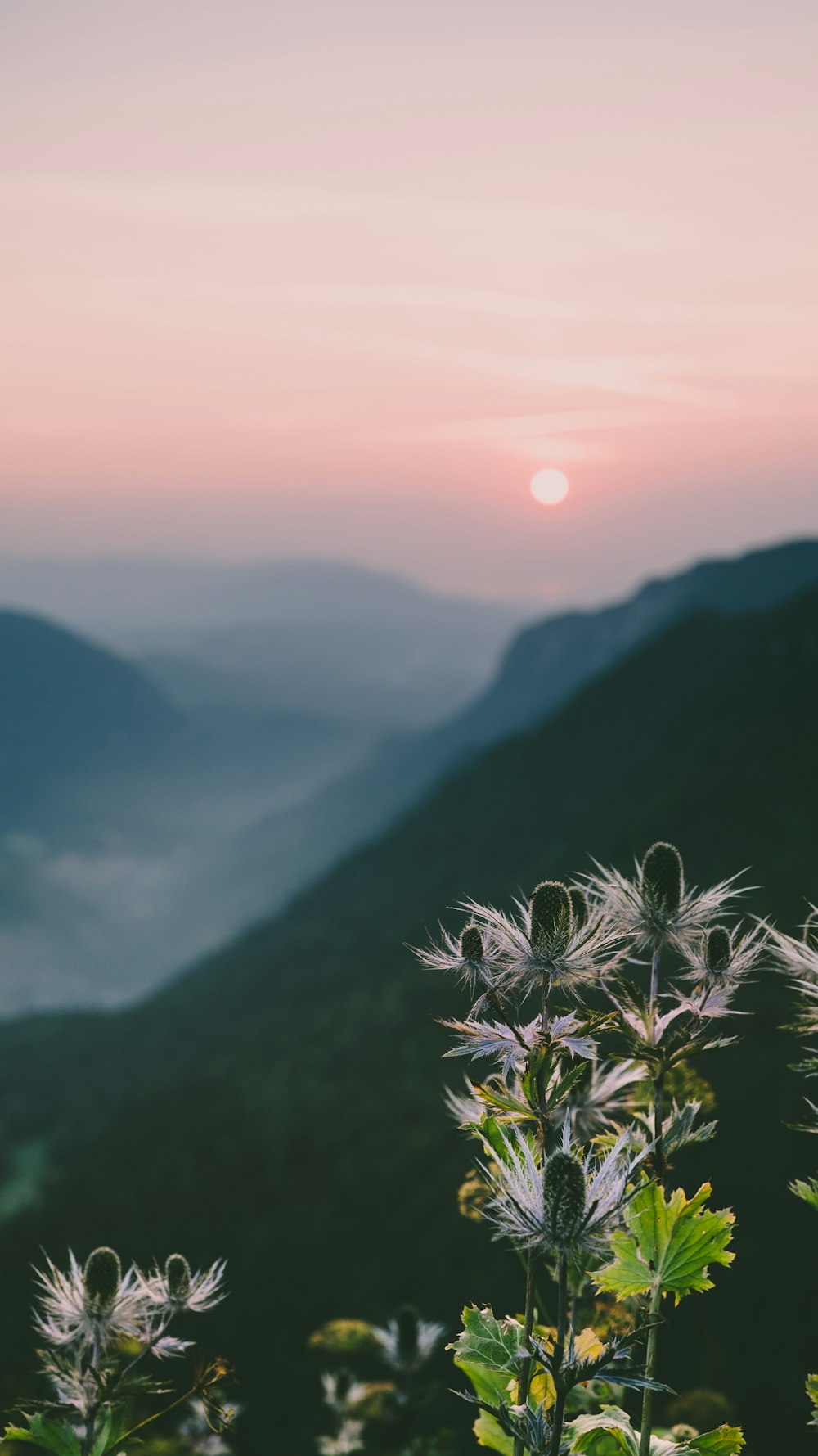 flowers and mountains