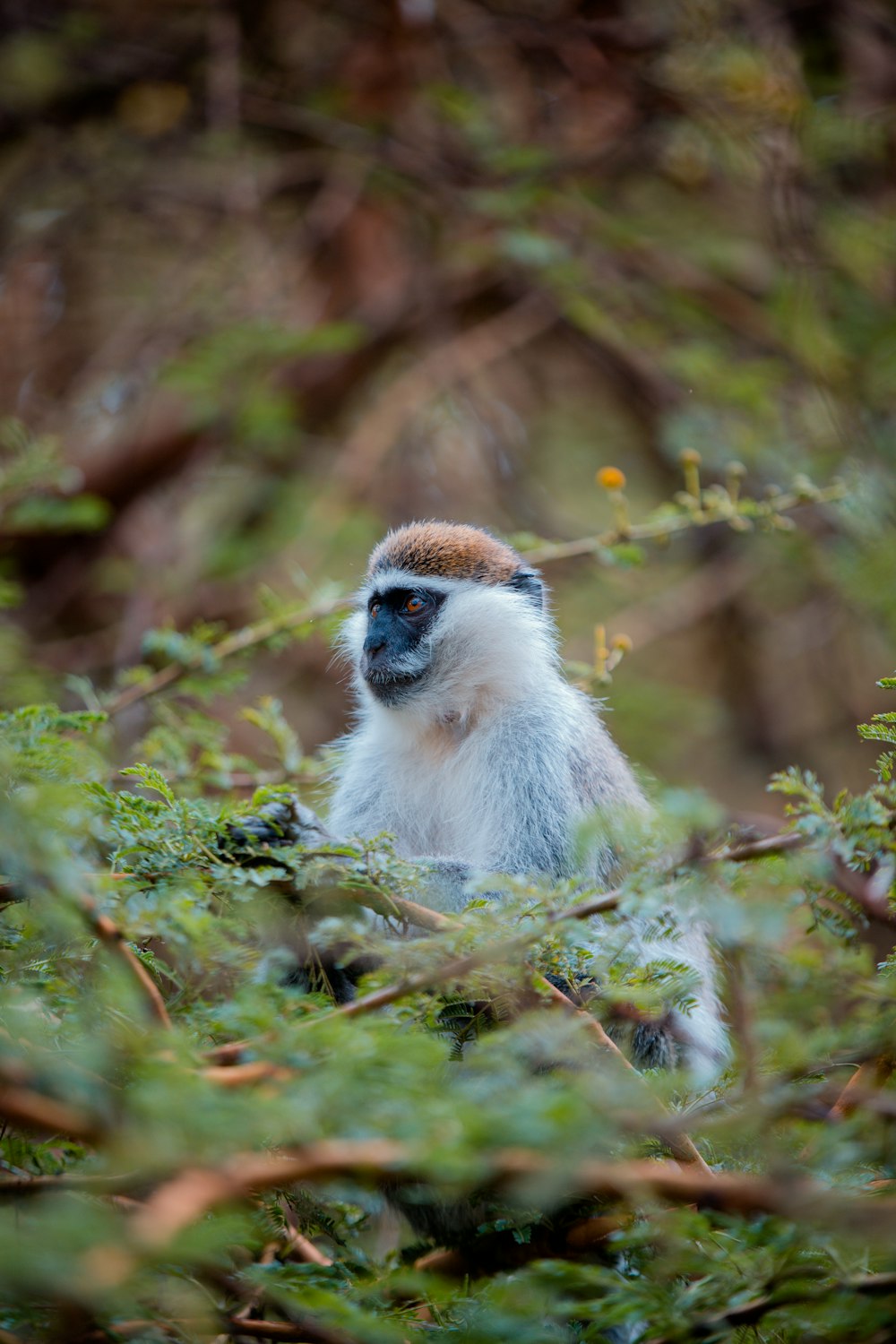 white and brown monkey on tree