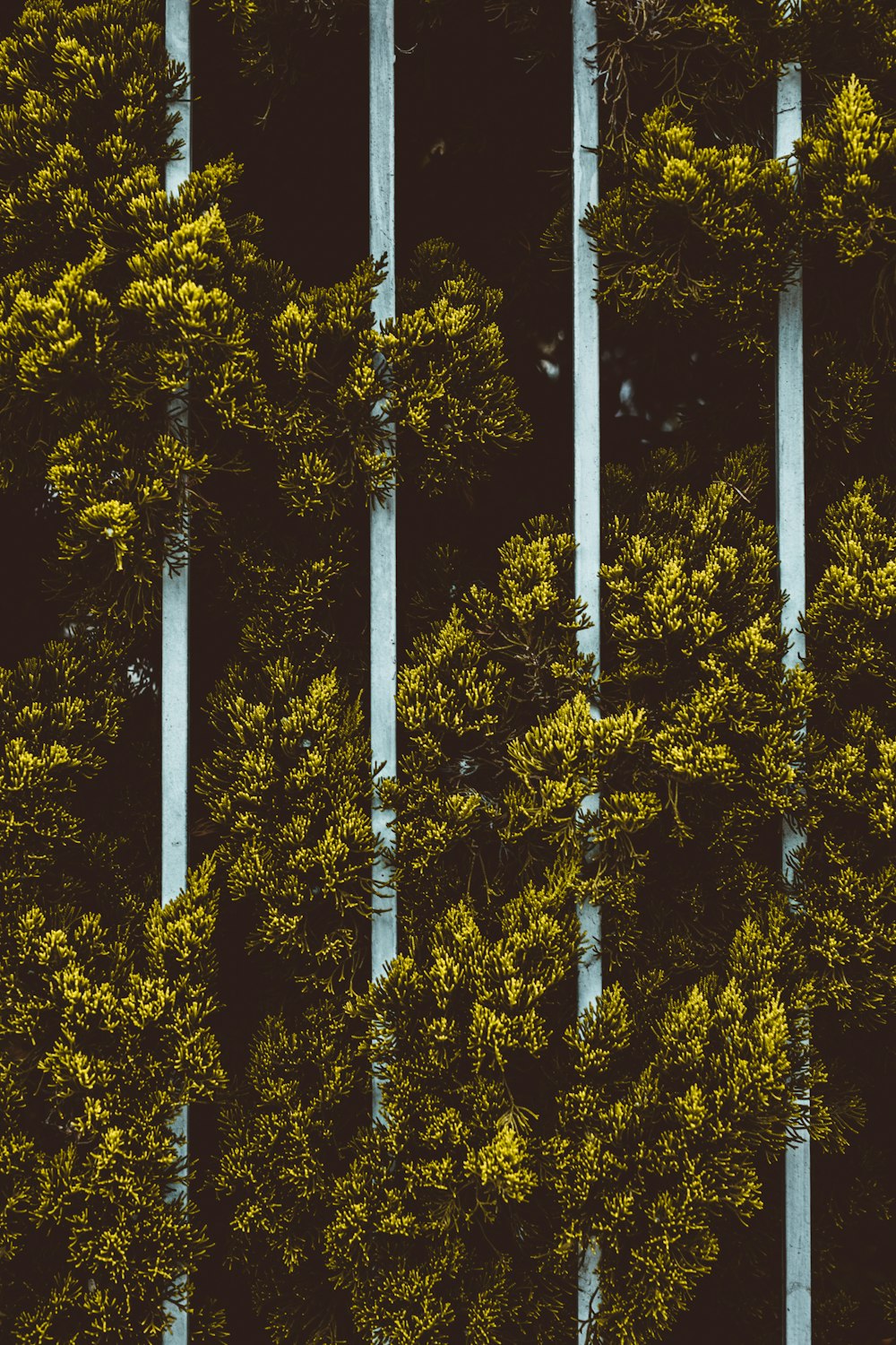 green leafed trees