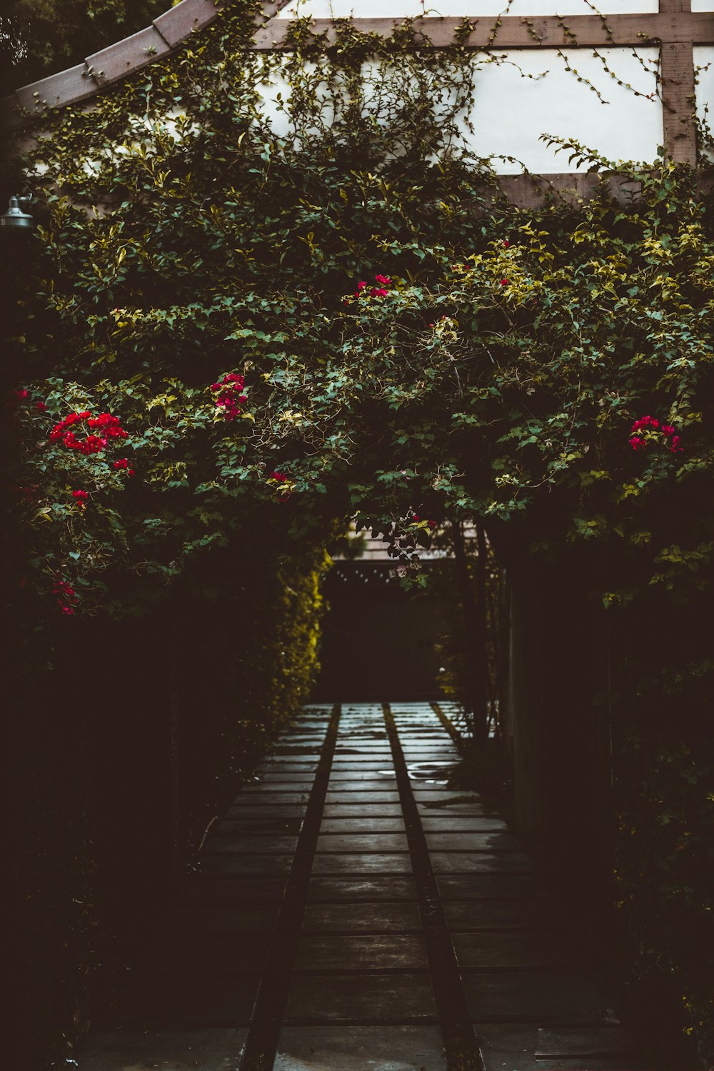 empty walkway surrounded by flower field