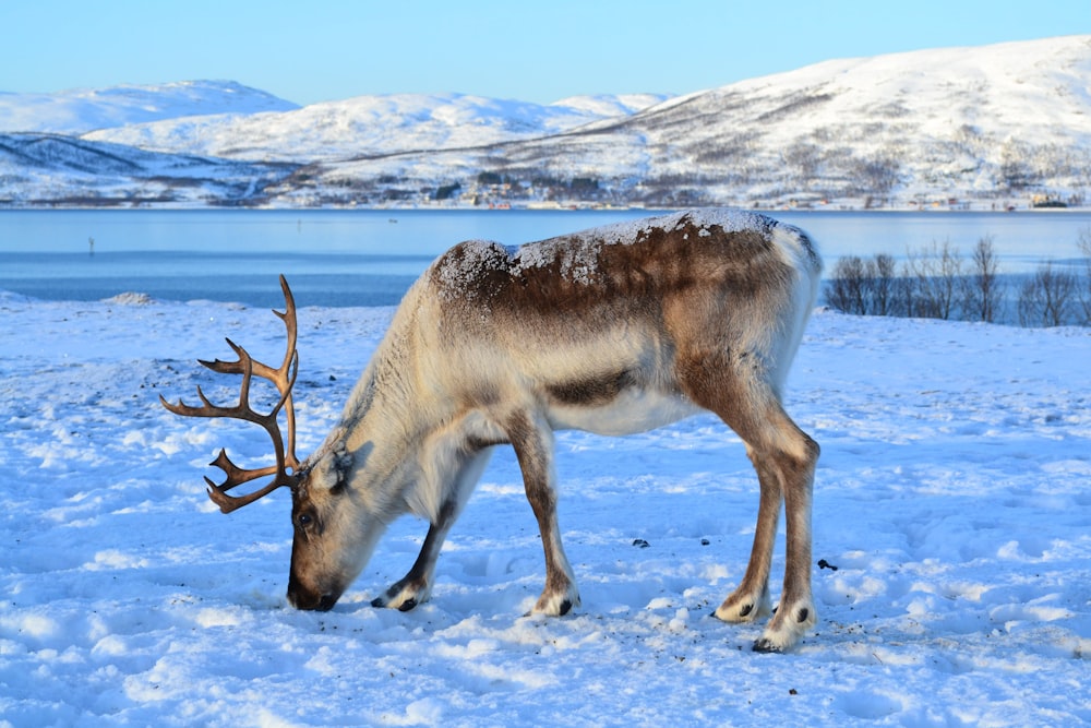 reindeer in middle of snow field