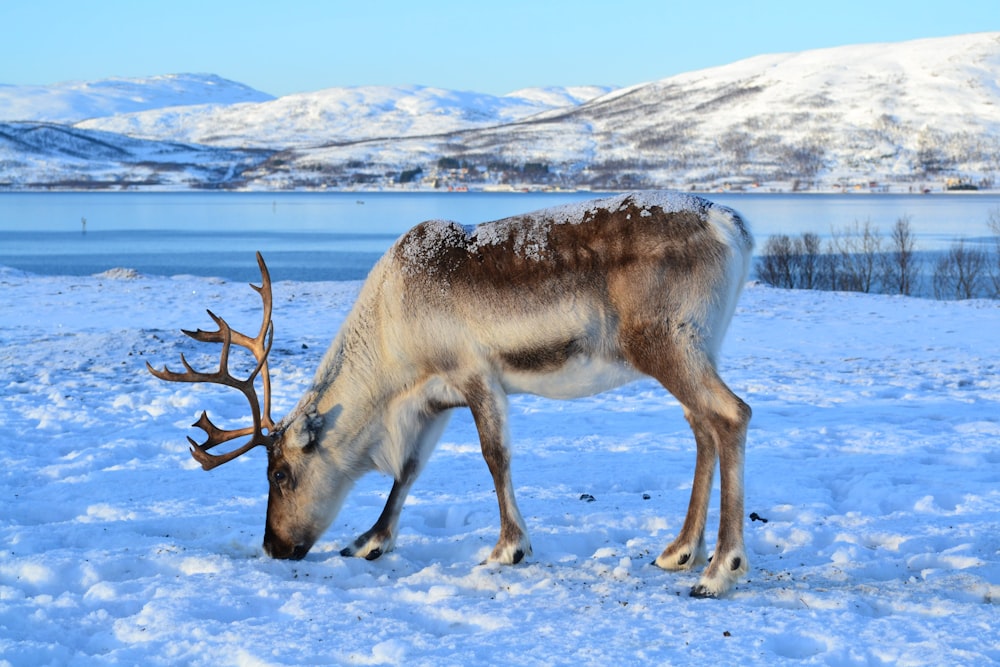 renos en medio de un campo nevado