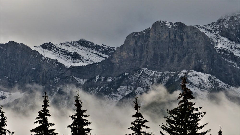 photo of pine trees and mountain